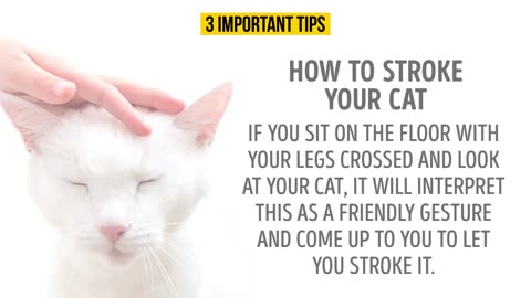 Crack the Code: Decoding Your Cat's Behavior and Communication! 🐱