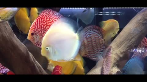 fish, ornamental fish