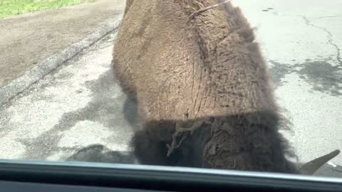 Yellowstone National Park Bison Encounter Part 1