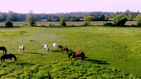 Cows compete for affection like giant farm puppies.