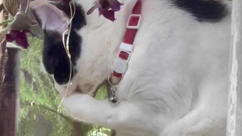 Bird-watching cat bath