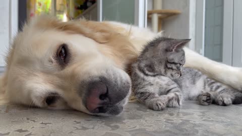 Baby Kitten Shows his Love for Golden Retriever