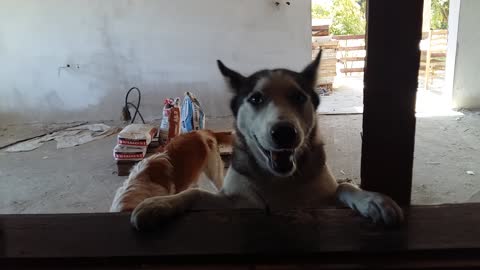 Husky really wants to be let inside the house