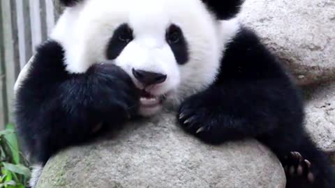 Giant pandas are so cute.