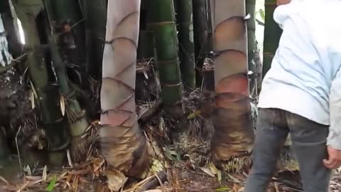 Giant Bamboo