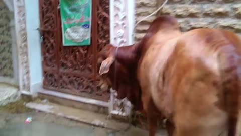 20 Lahk Rupee Ka Sibbi 2000000 | Javed Nahari Cow | Liaquatabad 4 No. Cows | Muhammad Osama Vlogs