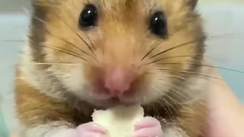 Funny movement animals. Funny eating😂😂