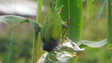 A parrot eats corn