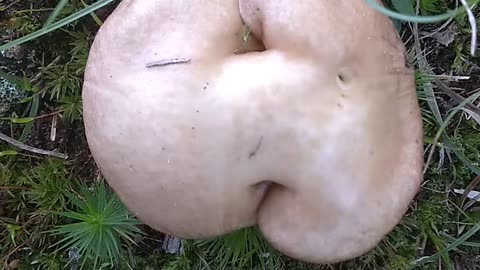 Mushroom