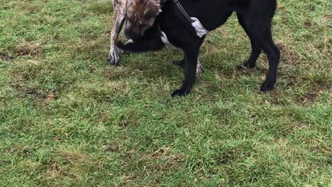 Dragon und Labradormischling erstes kennenlernen 1