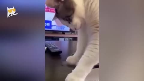 Funny cats