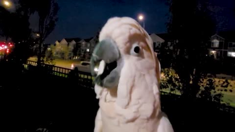 Midnight Cockatoo Tantrum: Max Refuses to Go To Bed!