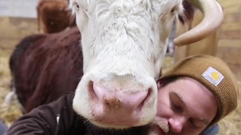 Cows are such loveable creatures