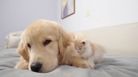 Unbelievable! Dog Shows Loving Care For Kitten!