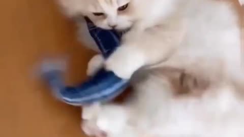 Funny Cat | Funny Kitten Kick|