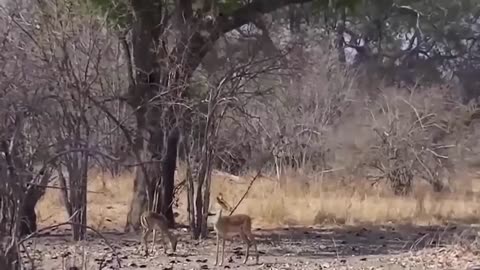 The Eagle Dies While Hunting Octopus In The Ocean