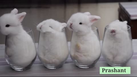 ?? So Cute ?? 3d Beautiful Rabbit Whatsaap Status Video by Prashant