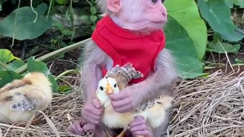 Cute little monkey with a lot of friends and a happy life