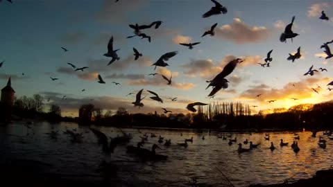 Lake, sunset - birds flying to the camera - gopro (1080p)