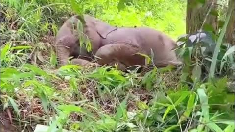 Has the baby elephant not learned to walk yet?