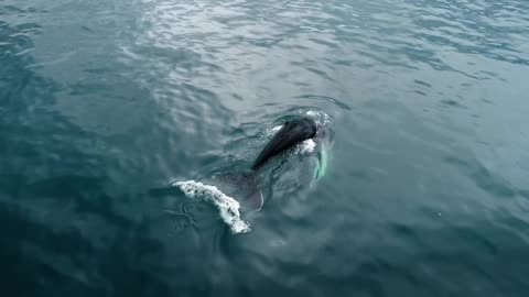 "Gentle Giants of the Ocean: The Majesty of Whales"