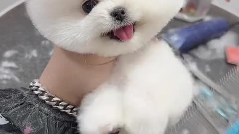 Cute pomeranian funny 😍 cut doge video N 1