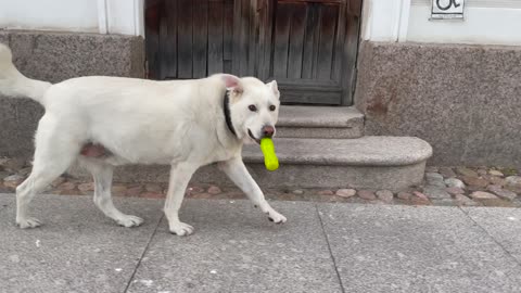 cute white dog walking video