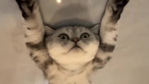 Funny Cat🐱😹