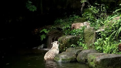 Tiger fight