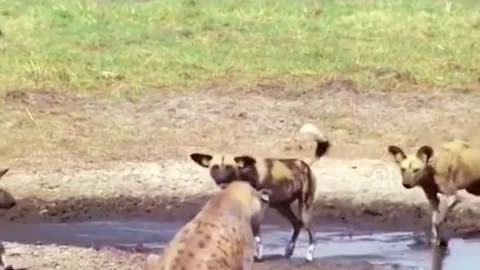 The fight between wild dogs and hyena