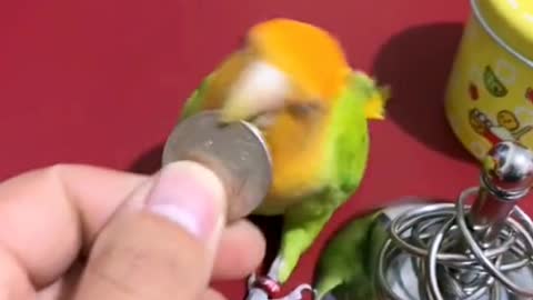 Smart parrot