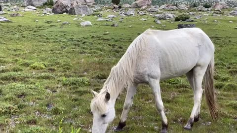 Top meadows Rupal valley northern area of Pakistan