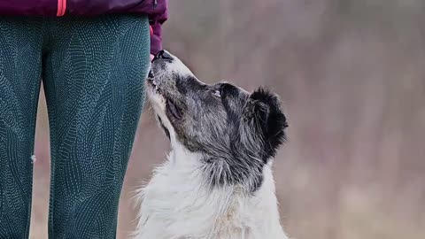 Guru border collie agility