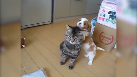 Makes you laugh! Compilation of Funny Videos of Cats vs Dogs Together 😻😻