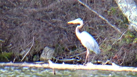 Great Blue Heron