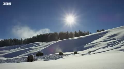 Fox dives Head first Into snow