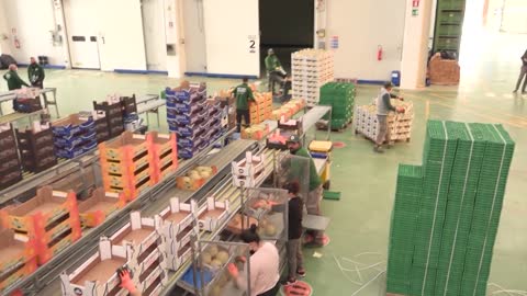 Agricoltori di Successo - Azienda Agricola Top Melon