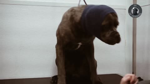 How a 100-pound Cane Corso freaks out during a nail trim and why plastic dog bowls are bad