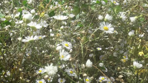 Wild daisies