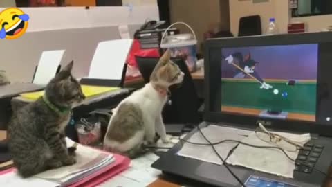 Amazing Video of Two Cats Watching Tom & Jerry