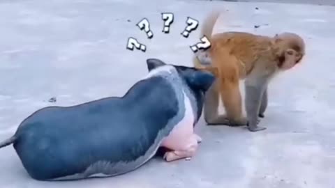 Funny Animal Video!