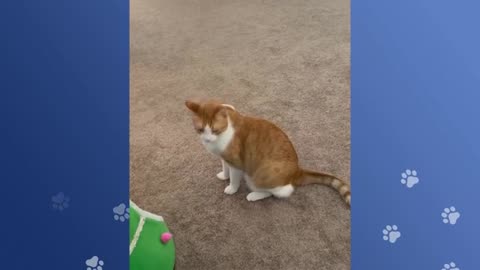 Crazy Cat Loves Hiding Inside The Fridge To Cool Down