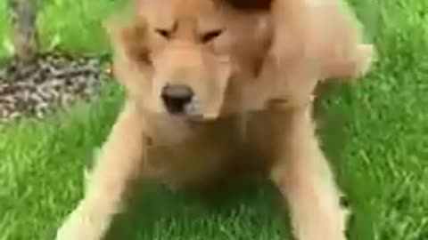 Funny Animals 🤣 Shorts Funny Dog 🐶 Shorts Animals