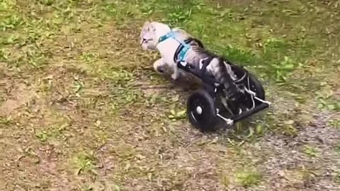 the world’s most athletic cat, races his dog brother in a wheelchair and wins!