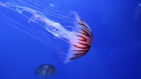 Amazing Jellyfish 🐟