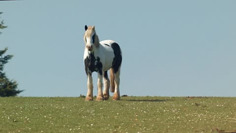 Long haired horse grazing in the sunshine