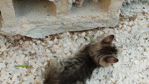 Street fight between cats