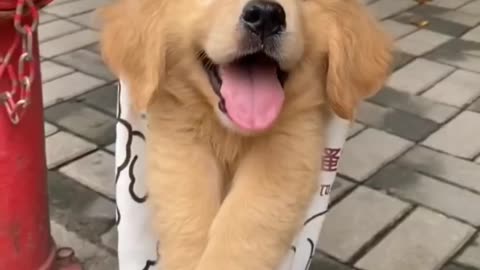 Cute dog funny video