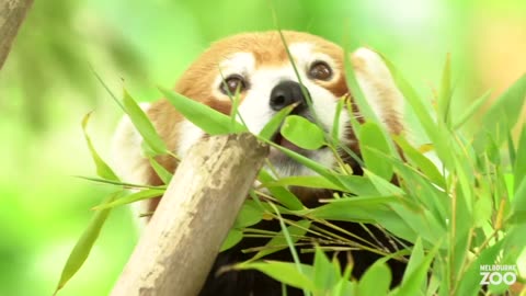 Red Panda quest for Food