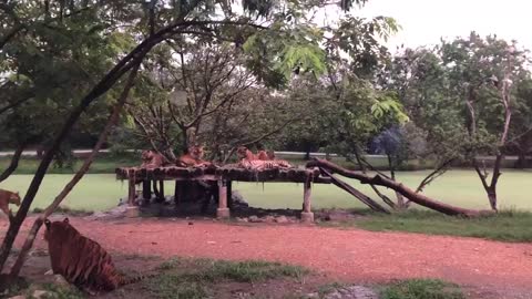 Tigers at safari world